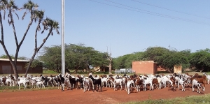 Communiqué de presse:  L'USAID et l'ICRISAT vont améliorer la productivité agro-pastorale et le développement du marché au Niger