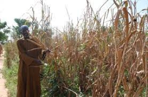 Mission d’évaluation de la campagne agro-sylvo-pastorale : Un rituel inutile