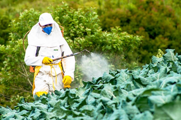Affaires des pesticides: Le Directeur Général de la protection des végétaux reste introuvable !