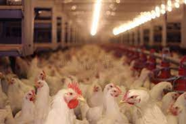 La grippe aviaire : plus de 90.000 volailles décimées